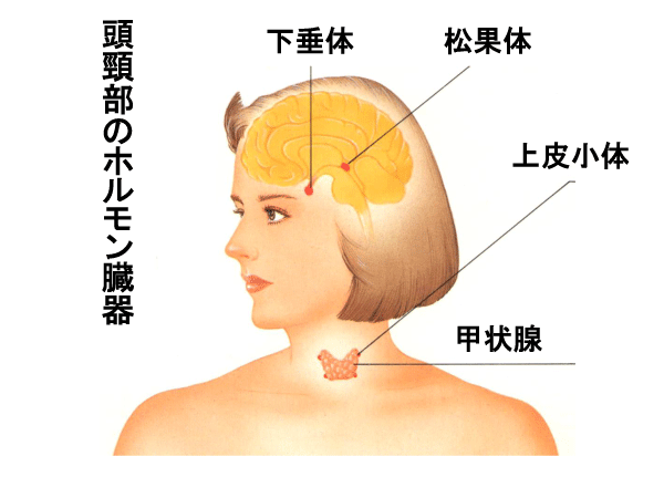 甲状腺図